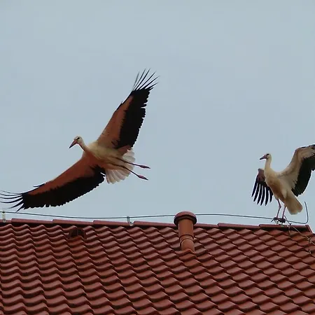 Séjour chez l'habitant Forsycja *
