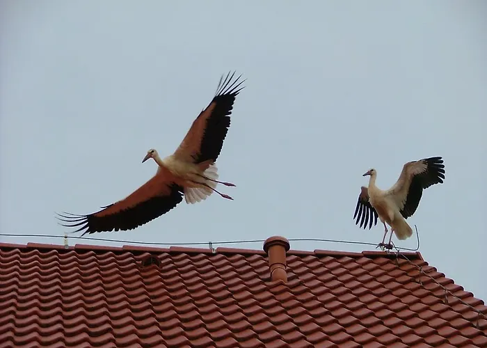 Séjour chez l'habitant Forsycja *